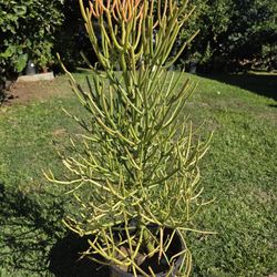 Fire Stick Suculent Cactus Plant 