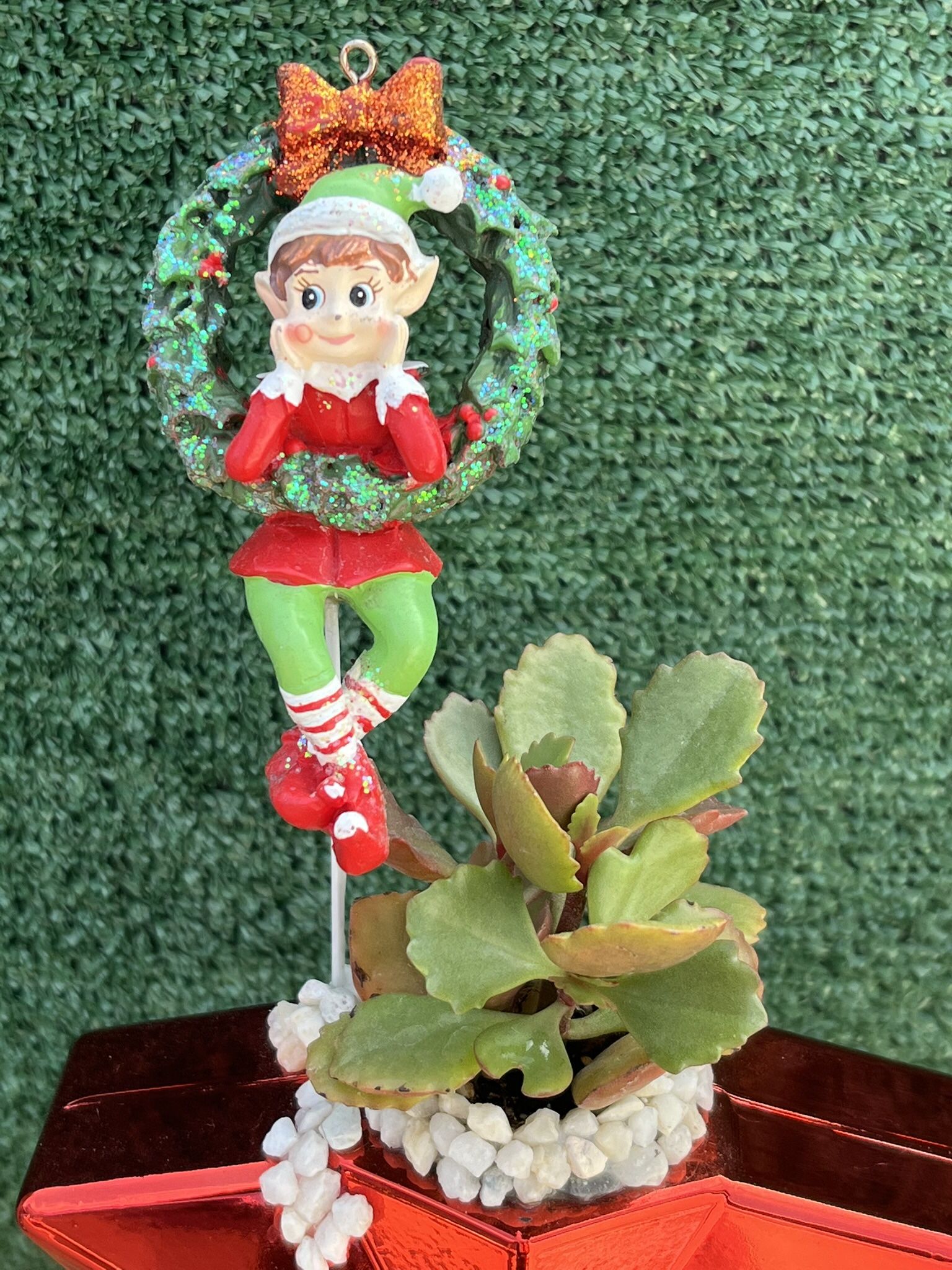 Succulent With An Elf In A Star Pot