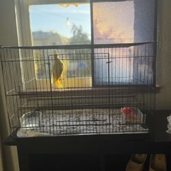 Bird Cage For Medium Size Parrot