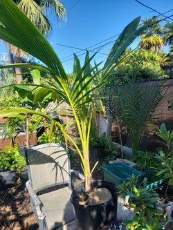 Coconut tree