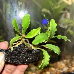 Bucephalandra Godzilla Rhizomes 