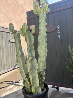 Euphorbia ammak 75 Inch Tall