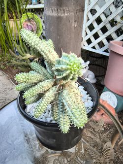 CORN COB CACTUS IN 7" PLASTIC POT