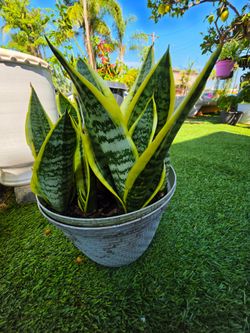 Snake plant in a 9" pot
