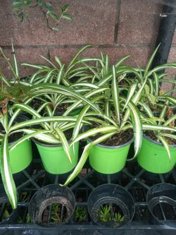 Spider Plants