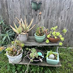 Succulents - Set of 6