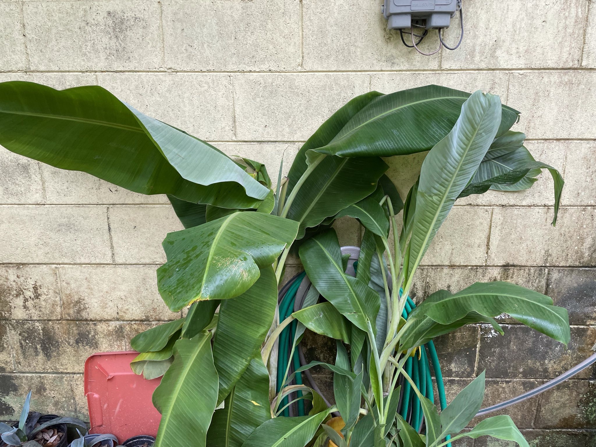 Banana Plants