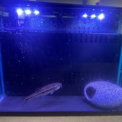 5 Gallons Tank 