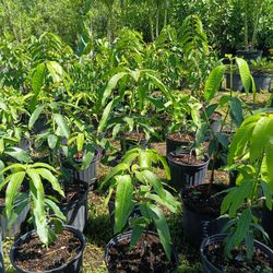🥭🥭 Mango Fruit Trees 3gl $35