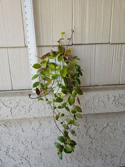 Mona Lisa Lipstick Plant