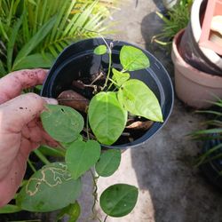 Rare Native Passion Vine For Butterflies Potted Plant