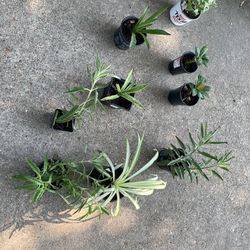 5 Dollar Plants 