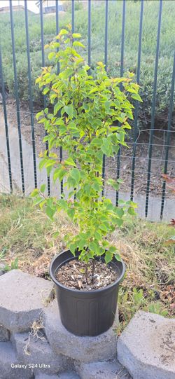 Apricot tree