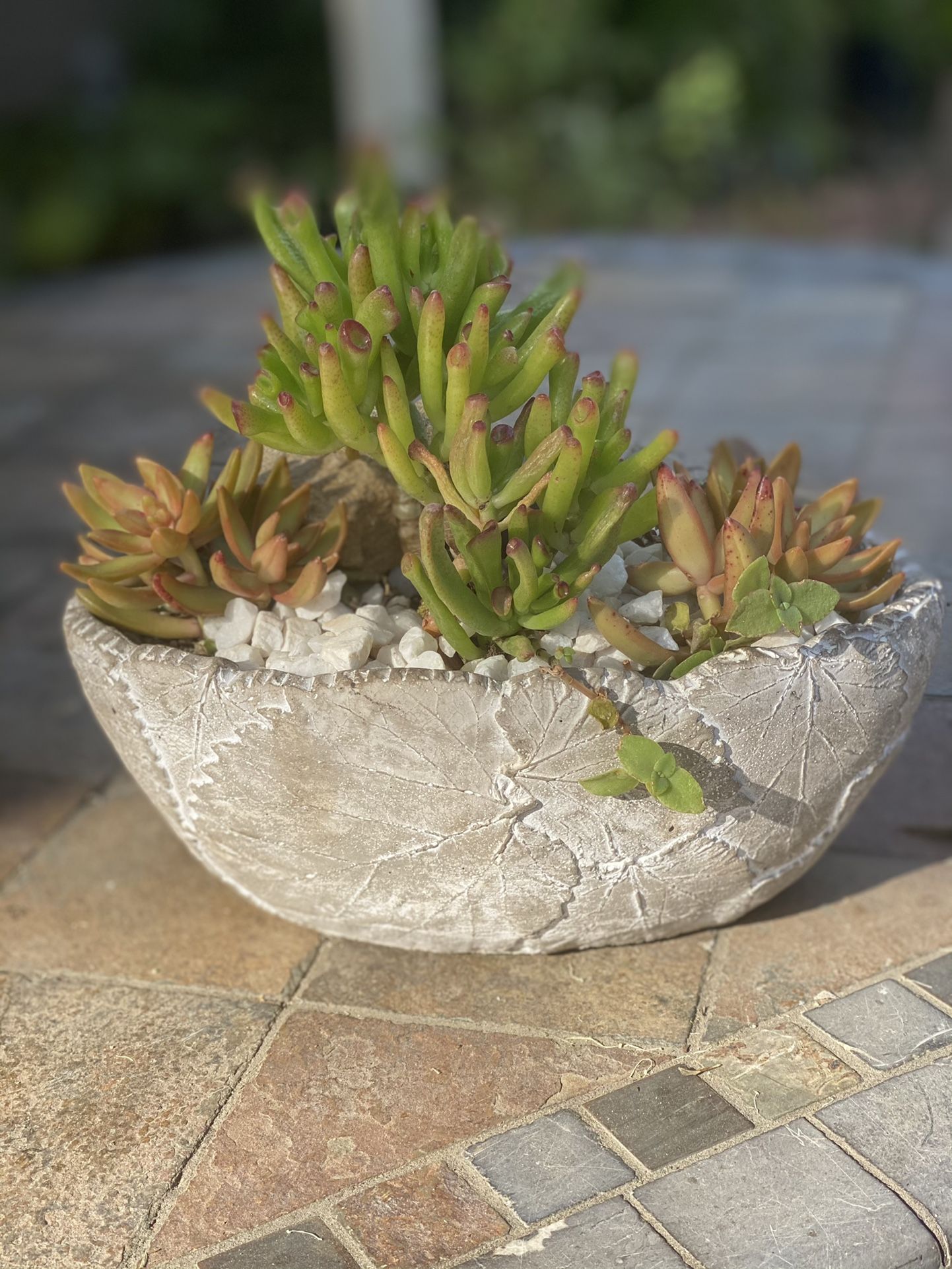 Succulent Arrangements & Plant SALE