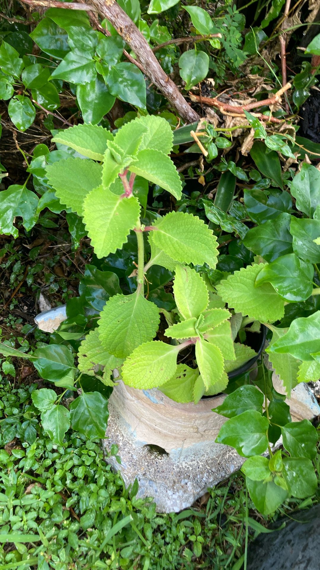 Plantas