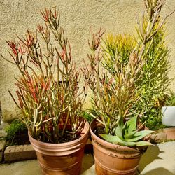 Flower Pots With Succulents 