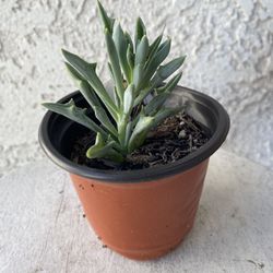 4 Inch Pot Succulent Plant - Senecio Kleiniiformis - Spear Head - Rooted & Established - Drought Resistant 🪴