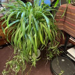 Assorted Plants For Sale