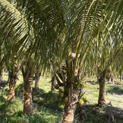 green coconut  palm