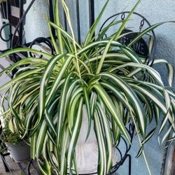 Spider Plant 