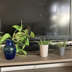 House Plant Propagations (pothos And Spider Plants )