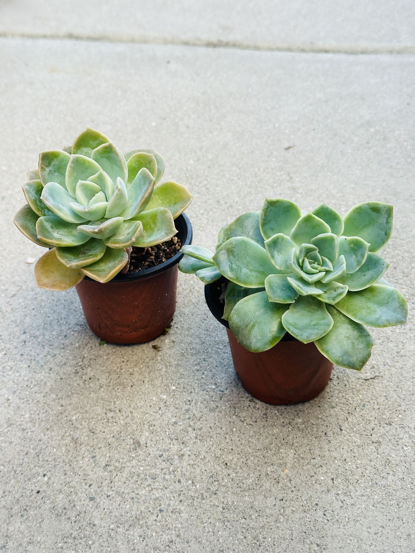 Succulents plants 🪴(2 for $5)