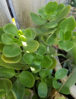 Succulents