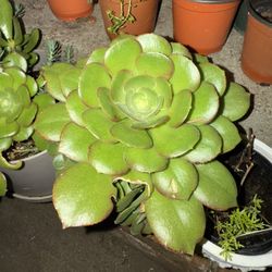 Succulents 