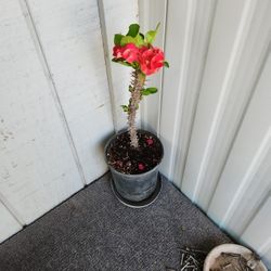 Corona De Cristo Roja 