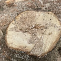 Oak Slab Stump 