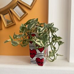 Live Indoor N’joy Pothos House Plant in a Ceramic Pot with Drainage
