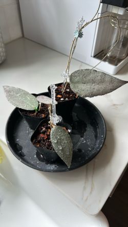 Hoya Caudata argene