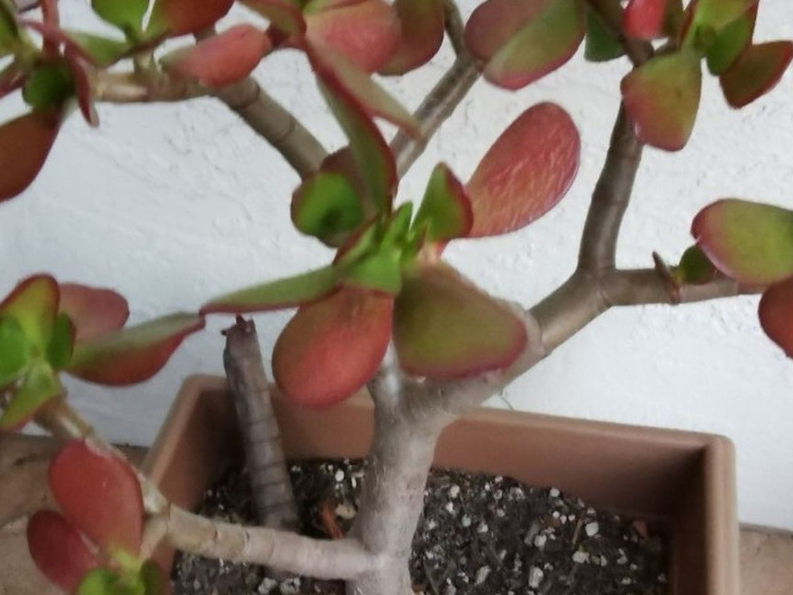 Big red lucky rare compact Jade plant mimima 40 yrs old momey tree bonsai cutting 14" only 1, hurry buy