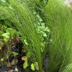 Eleocharis vivipara - Aquarium Grass Plant - Freshwater Aquatic Plant For Aquascape Aquascaping Fish Tanks 