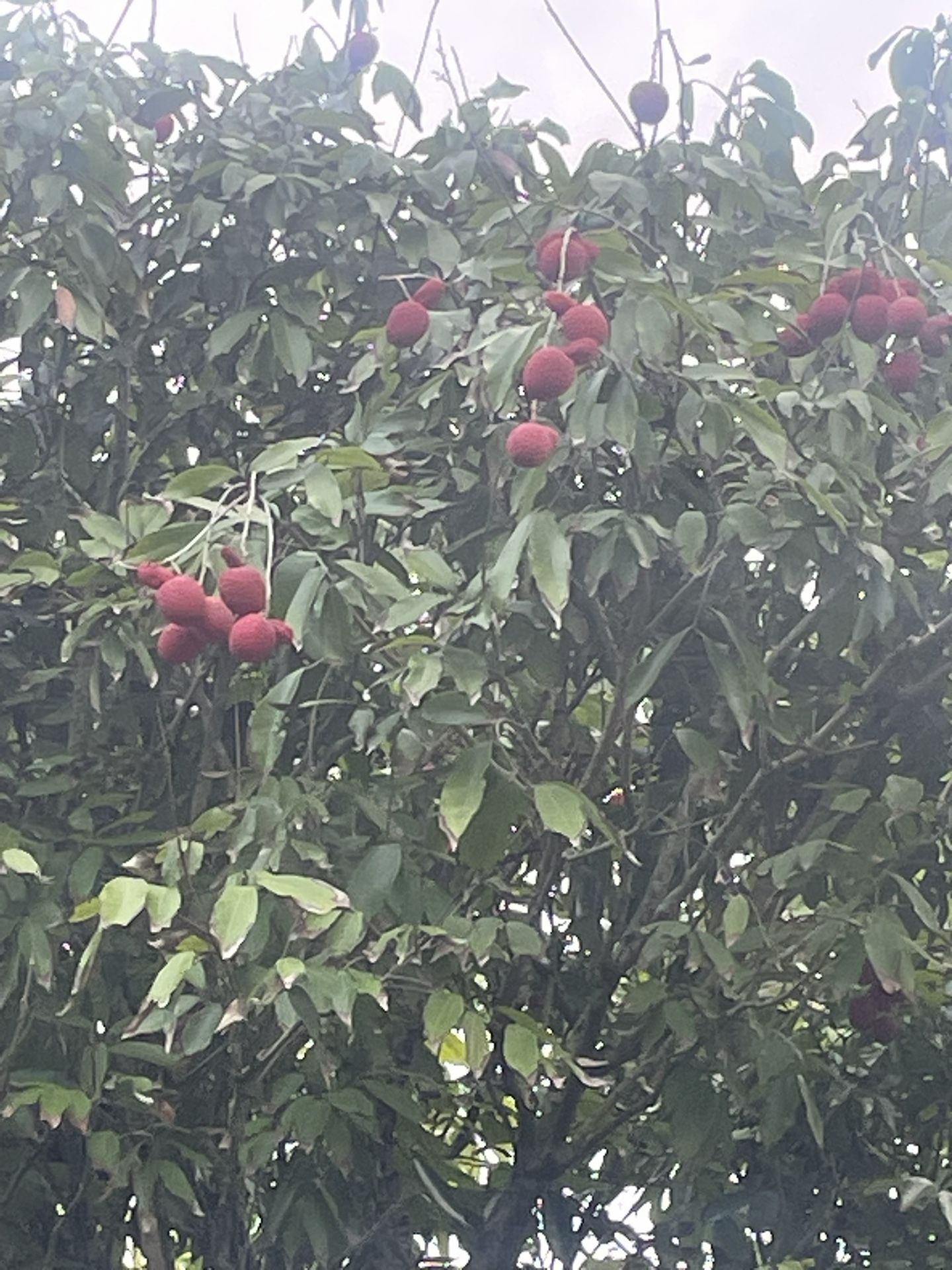 Lychees $4 Pound
