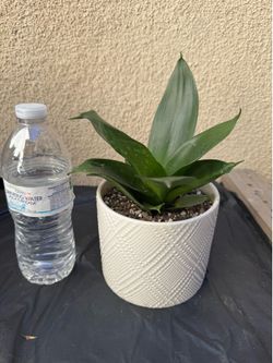Starfish Snake plant