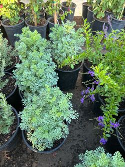 Rosemary and Ruda 15$ each 5 gallon pot