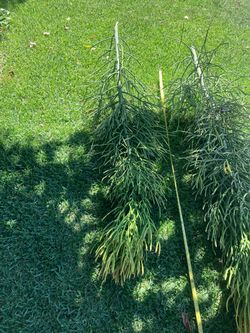 Firestick branches