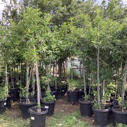 Fan Tex As Trees 15gallon @956@292@8442