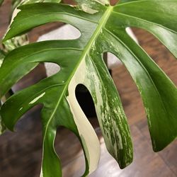 Monstera Albo Cutting Two Leaf Plant (Reduced)