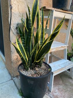 SNAKE PLANT