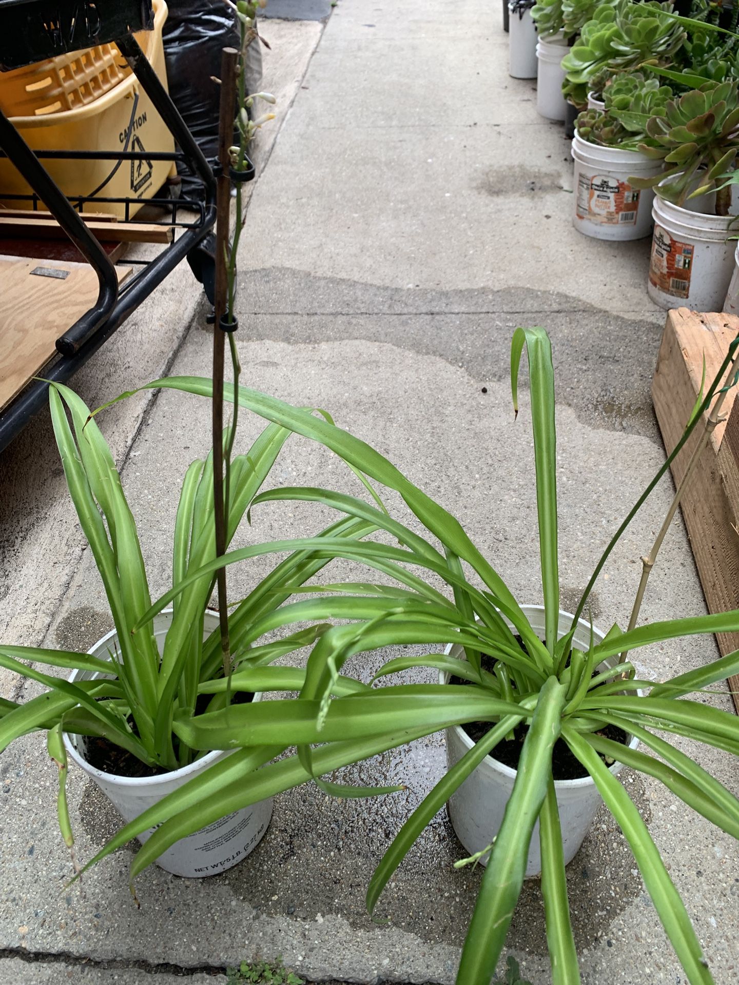 Spider Plants