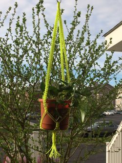 Plant hangers Hand Made