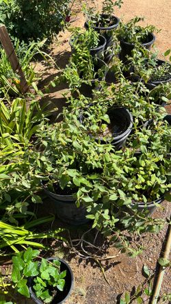 Honey suckle ground cover