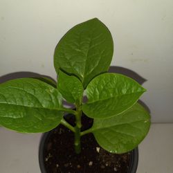 The FARMING POET - 3 LIVE MALABAR SPINACH PLANTS 6-8" 