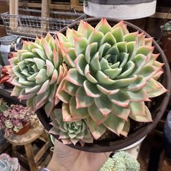 Echeveria Blue Atol 6”