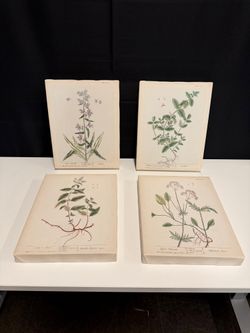 Set of 4 Stupell Home Decor Antique Floral Herbs Canvas Wall Art