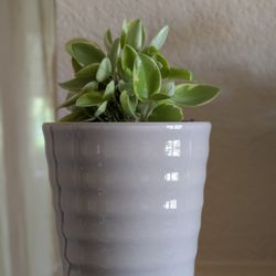Healthy Beautiful Indoor Plant ( Peperomia)