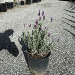 Spanish Lavender 