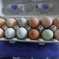 Fresh Chicken Eggs